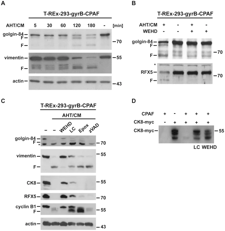 WEHD-fmk is an inhibitor of CPAF-dependent proteolysis.