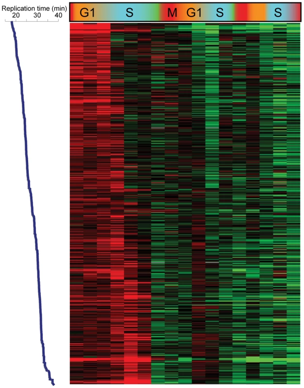 Replication-related loss of H3K4me3.