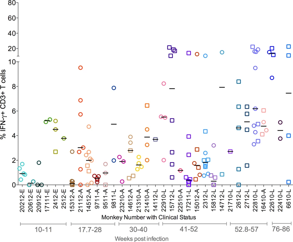 Proportion of T cells with IFN-γ response from each animal included in the study.