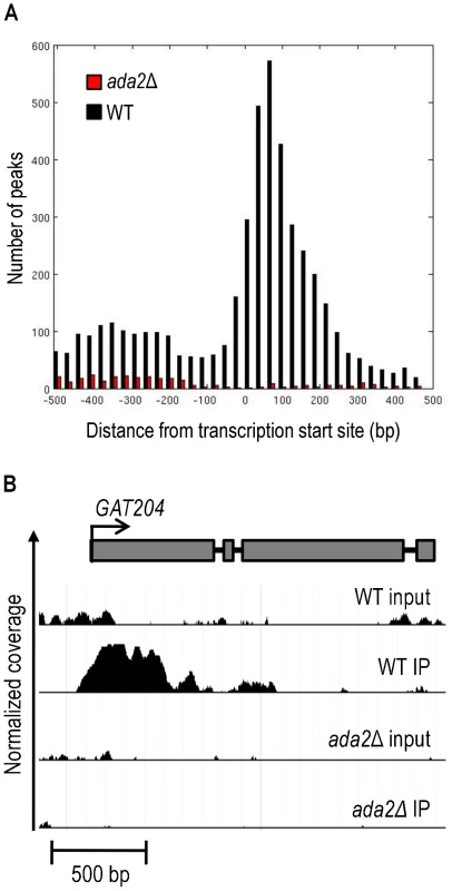 Ada2-dependent acetylation of H3K9 is enriched near gene transcription start sites.