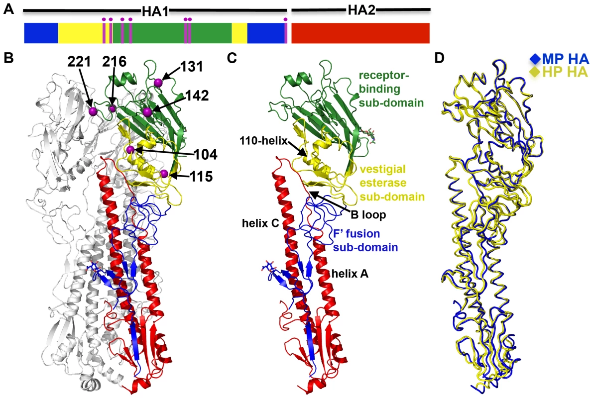 Crystal structures of the MP and HP HA proteins.