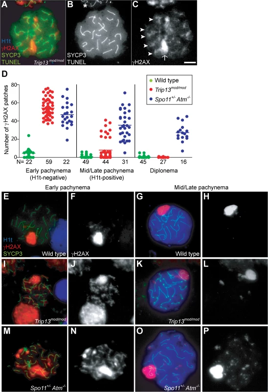 <i>Trip13</i><sup><i>mod/mod</i></sup> spermatocytes activate a recombination-dependent arrest at pachynema.