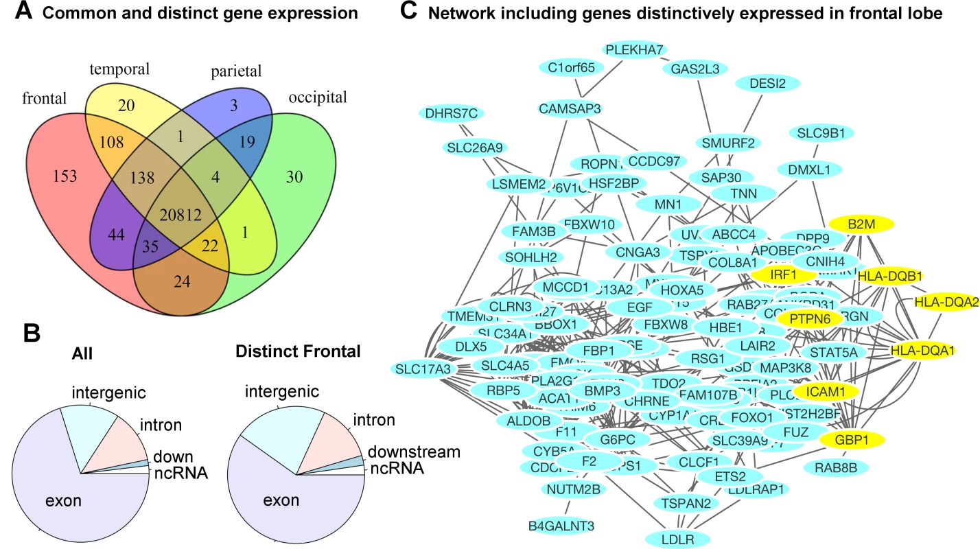 Region-specific gene expression profiles in each lobe.