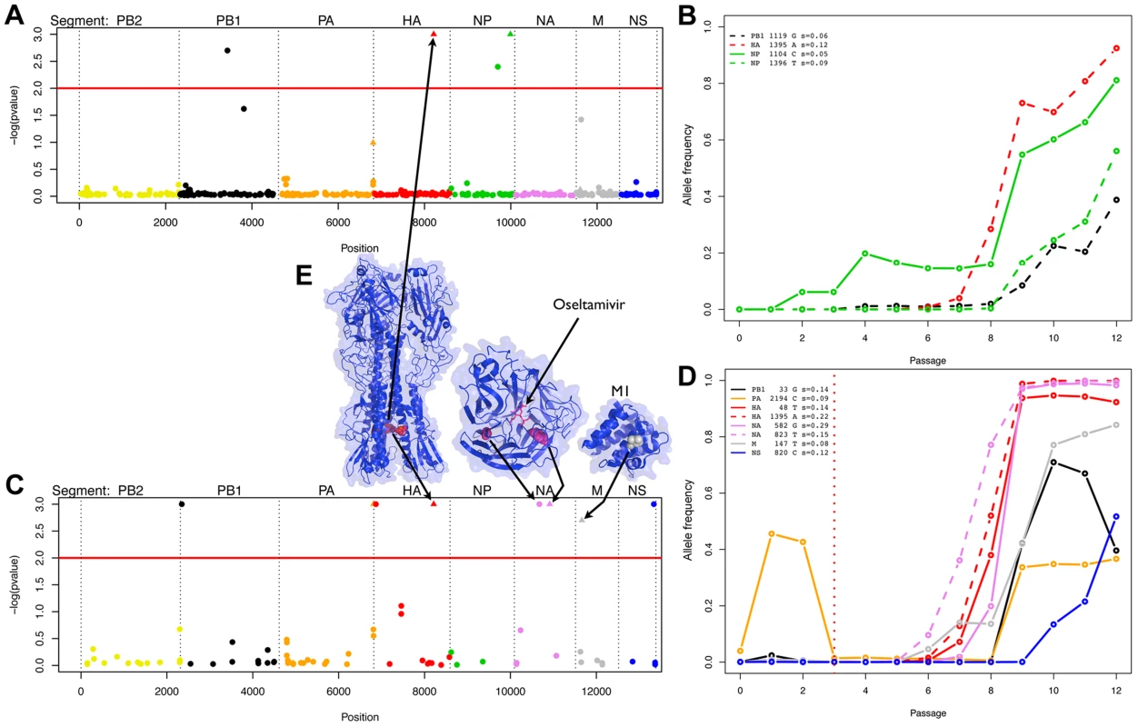 Evidence of positive selection in the H1N1 genome in the absence and presence of oseltamivir.