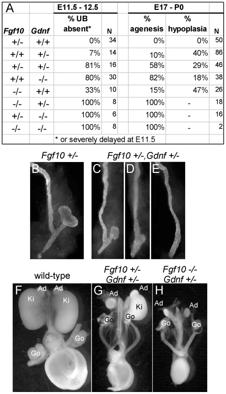 <i>Fgf10</i> and <i>Gdnf</i> cooperate to support UB outgrowth and kidney development.