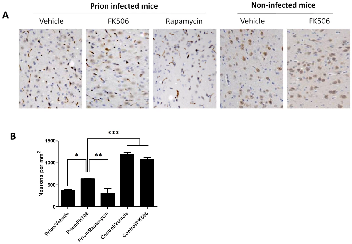 Treatment with FK506 decreases prion-induced neuronal loss.
