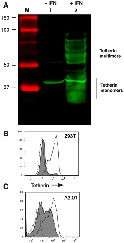 Interferon-α induces the expression of tetherin in A3.01 and 293T cells.