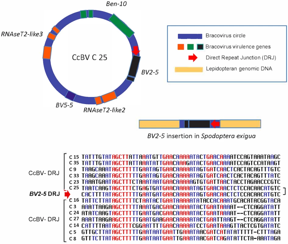 Regulatory sequence involved in bracovirus circle production retained in a bracovirus insertion in <i>Spodoptera exigua</i> genome.