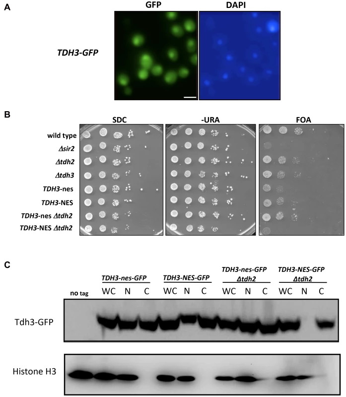 Nuclear localization of Tdh3 influences transcriptional silencing at the telomere.