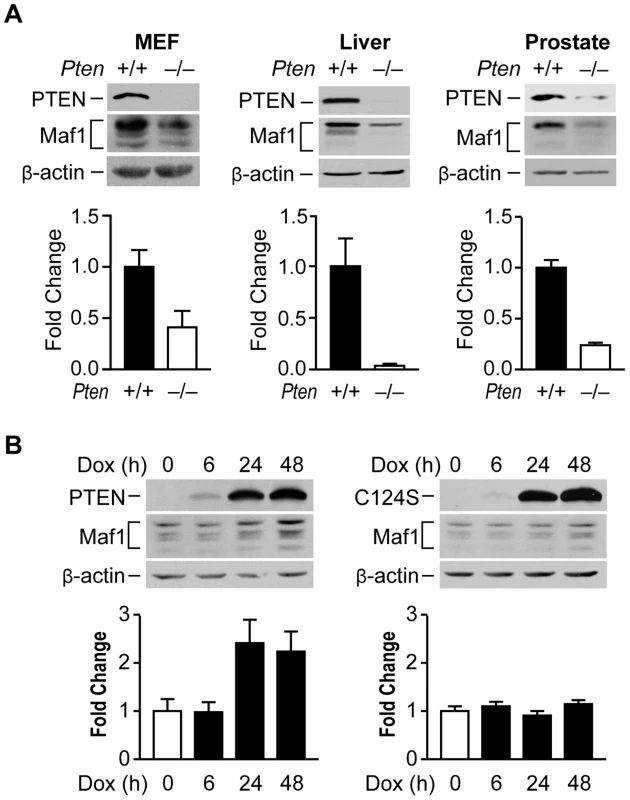PTEN regulates Maf1 protein expression.