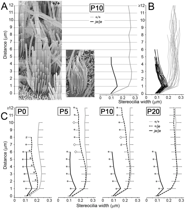 Stereociliary width measurements for extrastriolar vestibular hair cells in postnatal <i>+/+</i>, <i>+/je</i>, and <i>je/je</i> mice.