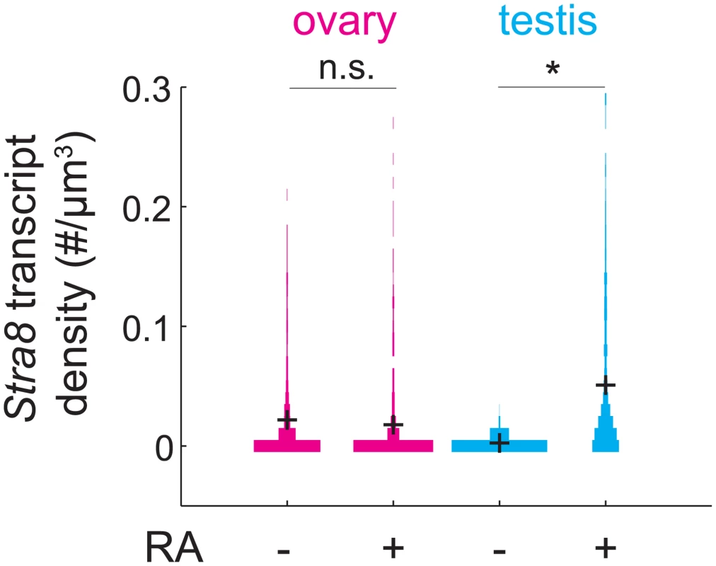 RA is unable to induce <i>Stra8</i> in ovarian germ cells that have induced and down-regulated <i>Stra8</i>.