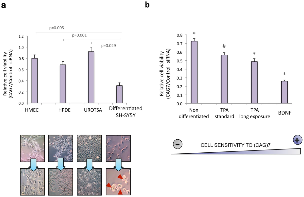 sCAG toxicity is variable in different human cells, preferentially affecting neuronal viability.