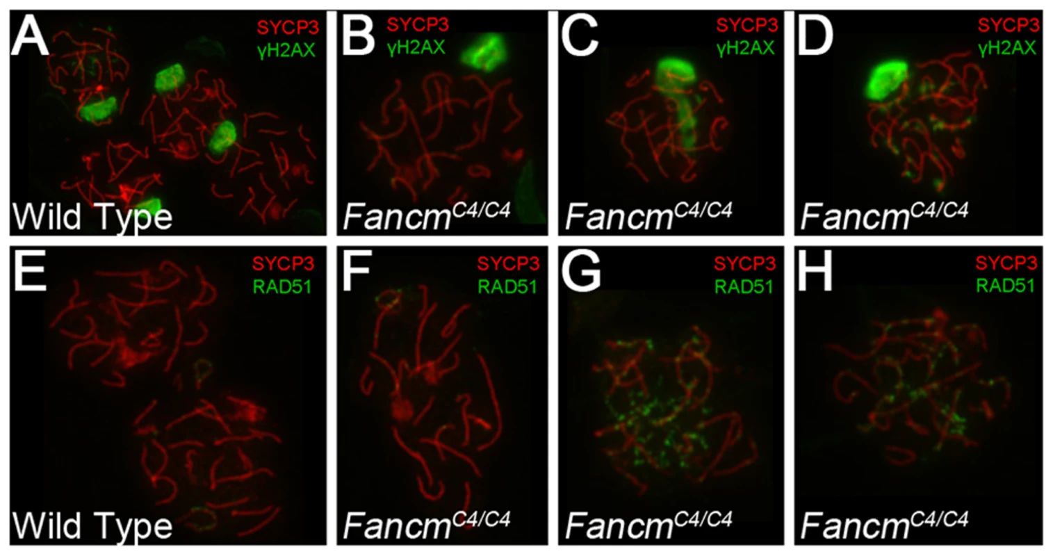 Meiotic defects in <i>Chaos4</i> mutant spermatocytes.