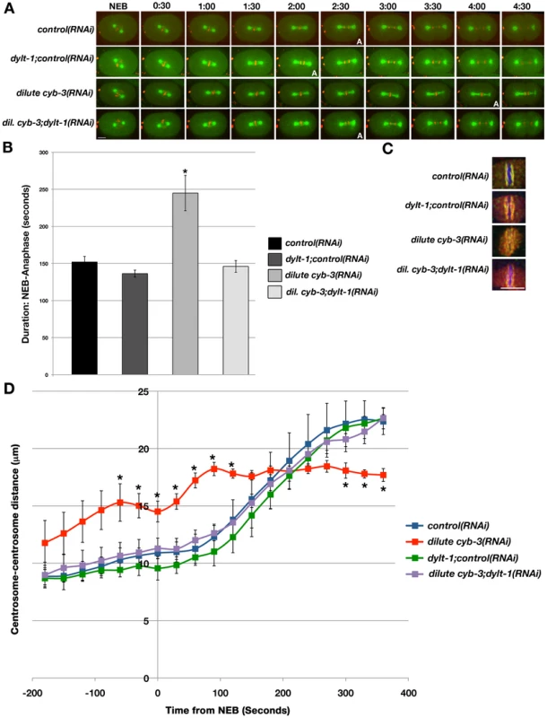 Modulation of dynein activity alters cell cycle progression and the rate of spindle pole separation in CYB-3–depleted embryos.