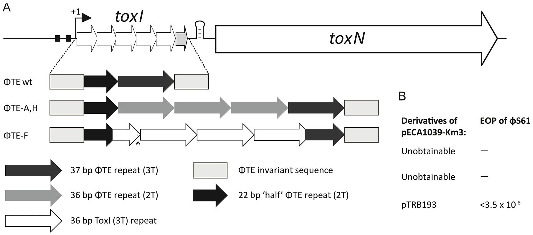 Only the recombinant ΦTE-F escape locus can replace ToxI in the native ToxIN locus.
