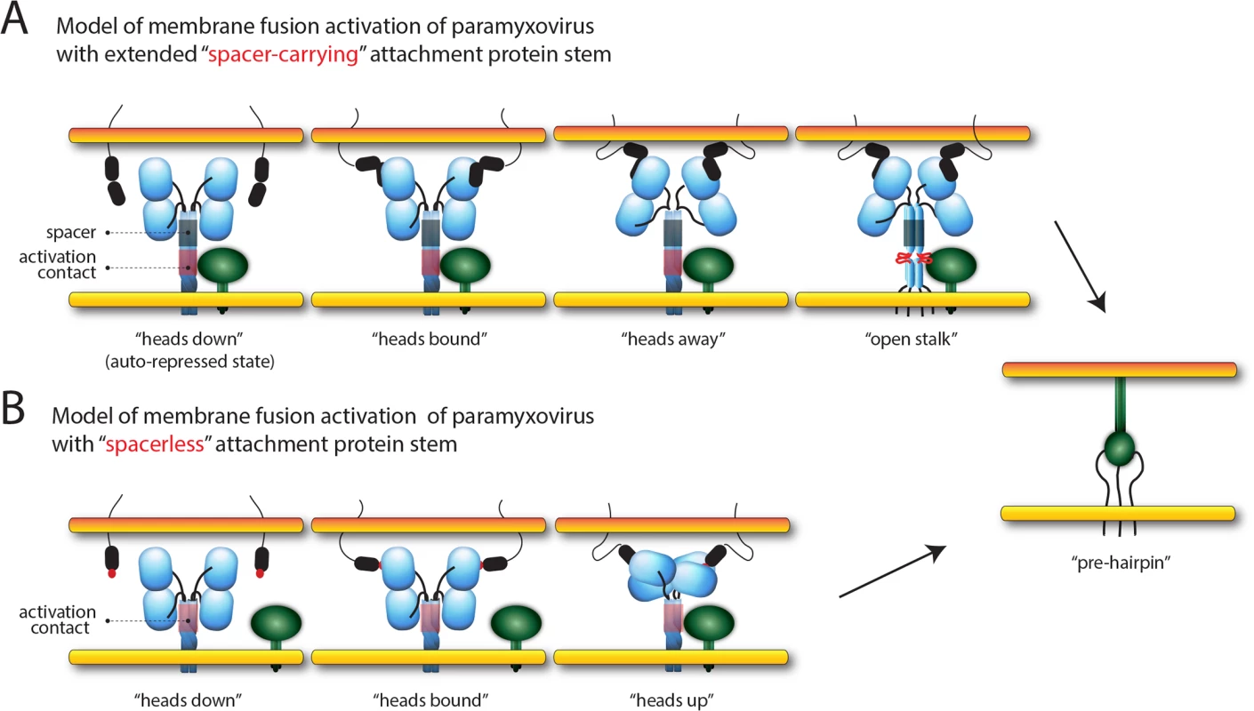 Models of paramyxovirus membrane fusion activation.