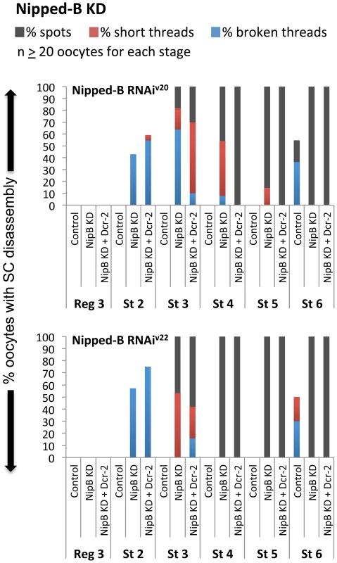 The cohesin loader Nipped-B is required after meiotic S phase to maintain the SC.