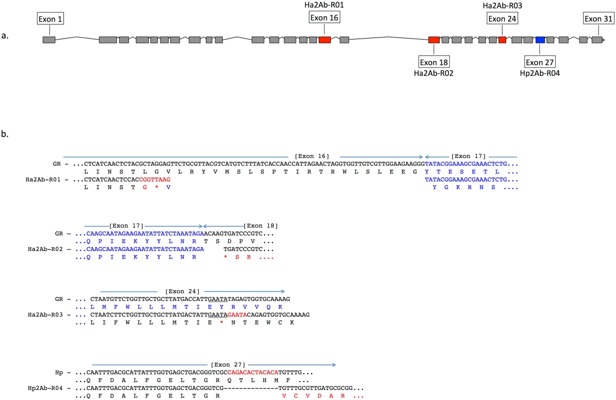 A summary of the three Cry2Ab resistance alleles (Ha2Ab-R01, R02, R03) in the ABCA2 gene in <i>Helicoverpa armigera</i>, and one <i>H</i>. <i>punctigera</i> Cry2Ab resistance allele (Hp2Ab-R04).