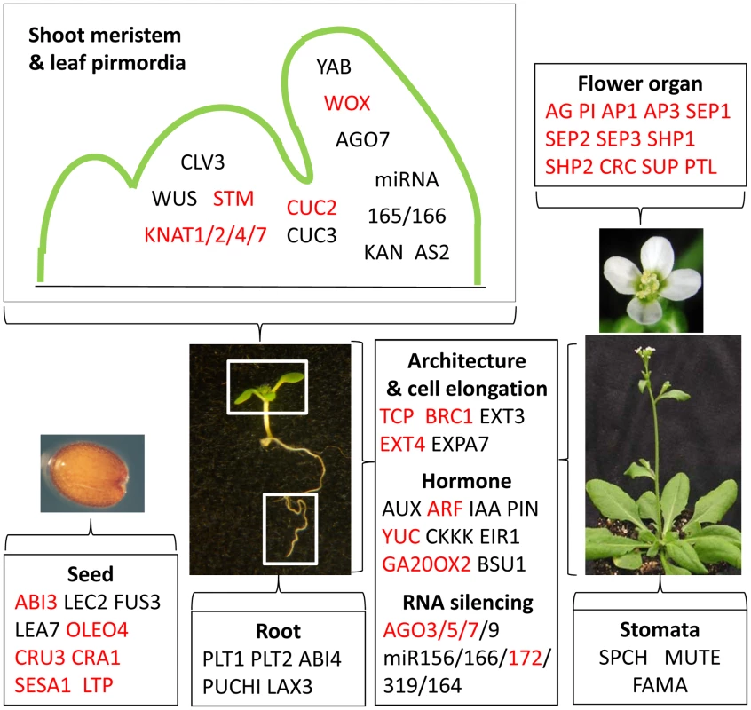 EMF1_K27 genes involved in Arabidopsis development.