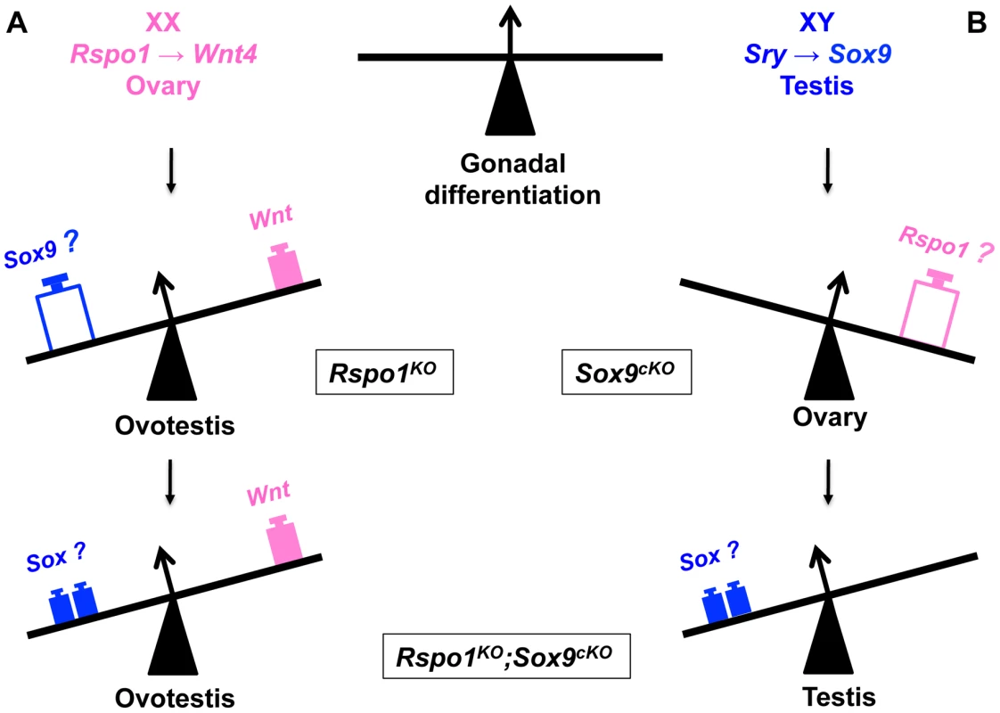 Opposing function of SOX and RSPO1 signaling in the fate of the gonad.