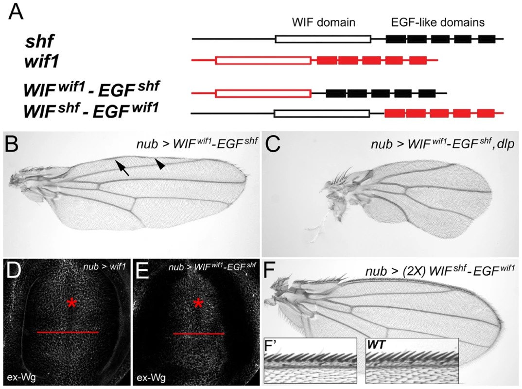 The EGF-like domains are interchangeable between Wif1 and Shf during Wif1-dependent Wg inhibition.