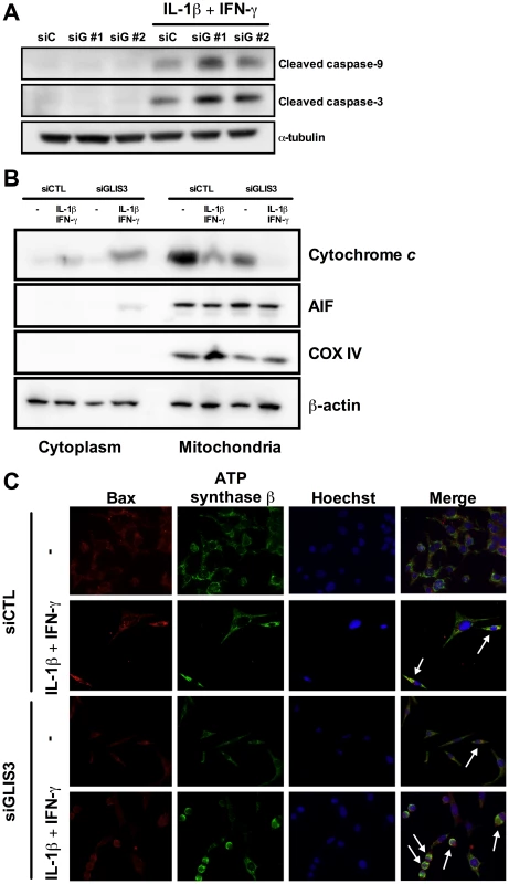 <i>GLIS3</i> KD potentiates cytokine-induced beta cell death via the mitochondrial pathway of apoptosis.