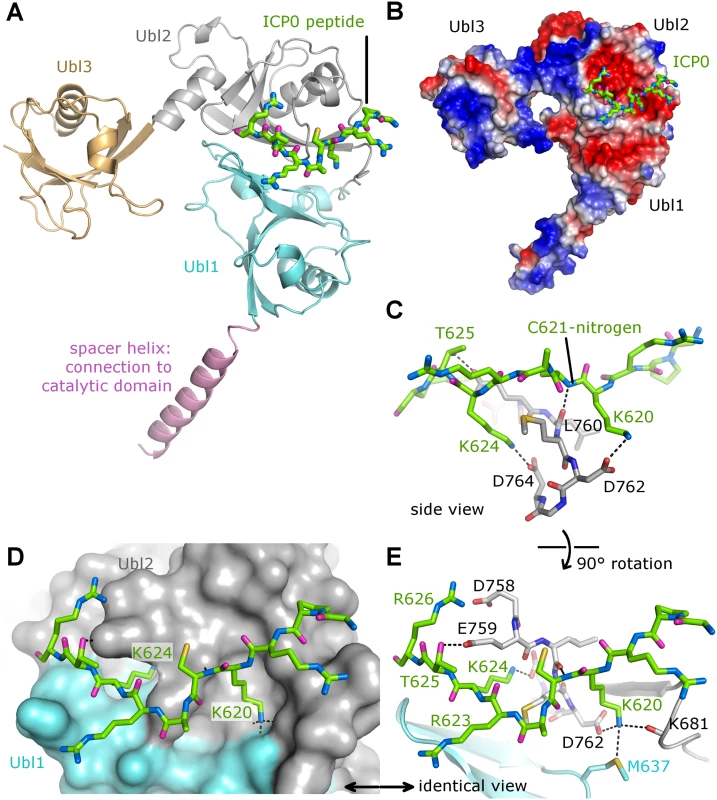The crystal structure of the Ubl123-ICP0 peptide complex.
