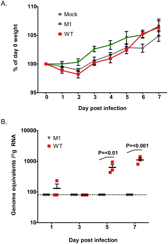 VF1 expression is required for virus efficient replication <i>in vivo</i>.