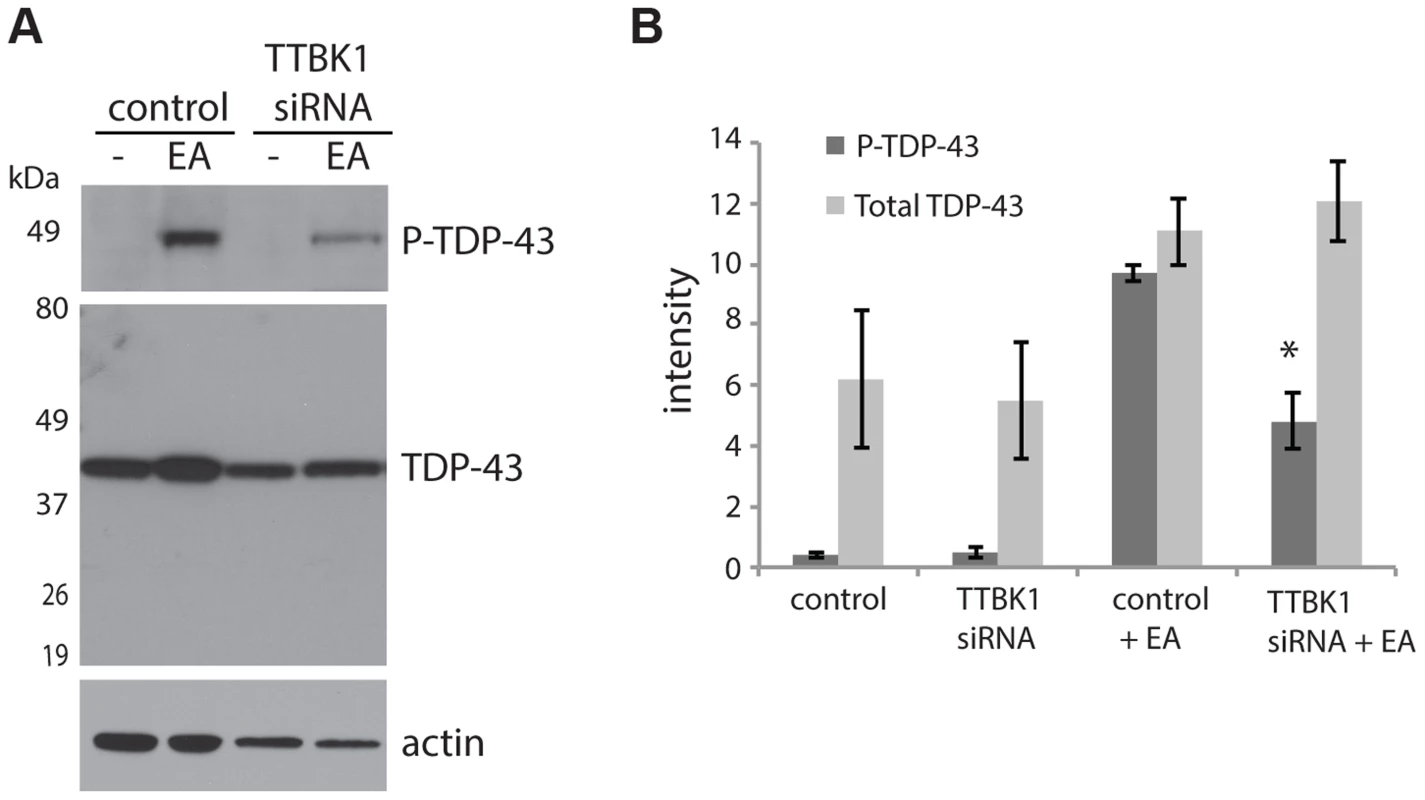 Reduced TTBK1 protects against TDP-43 phosphorylation.