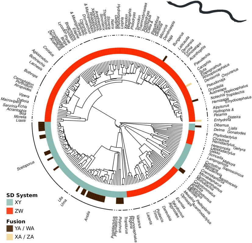 Sex chromosome fusions (outer circle) and sex determination system (inner circle) mapped onto the phylogenetic tree of squamate reptiles.