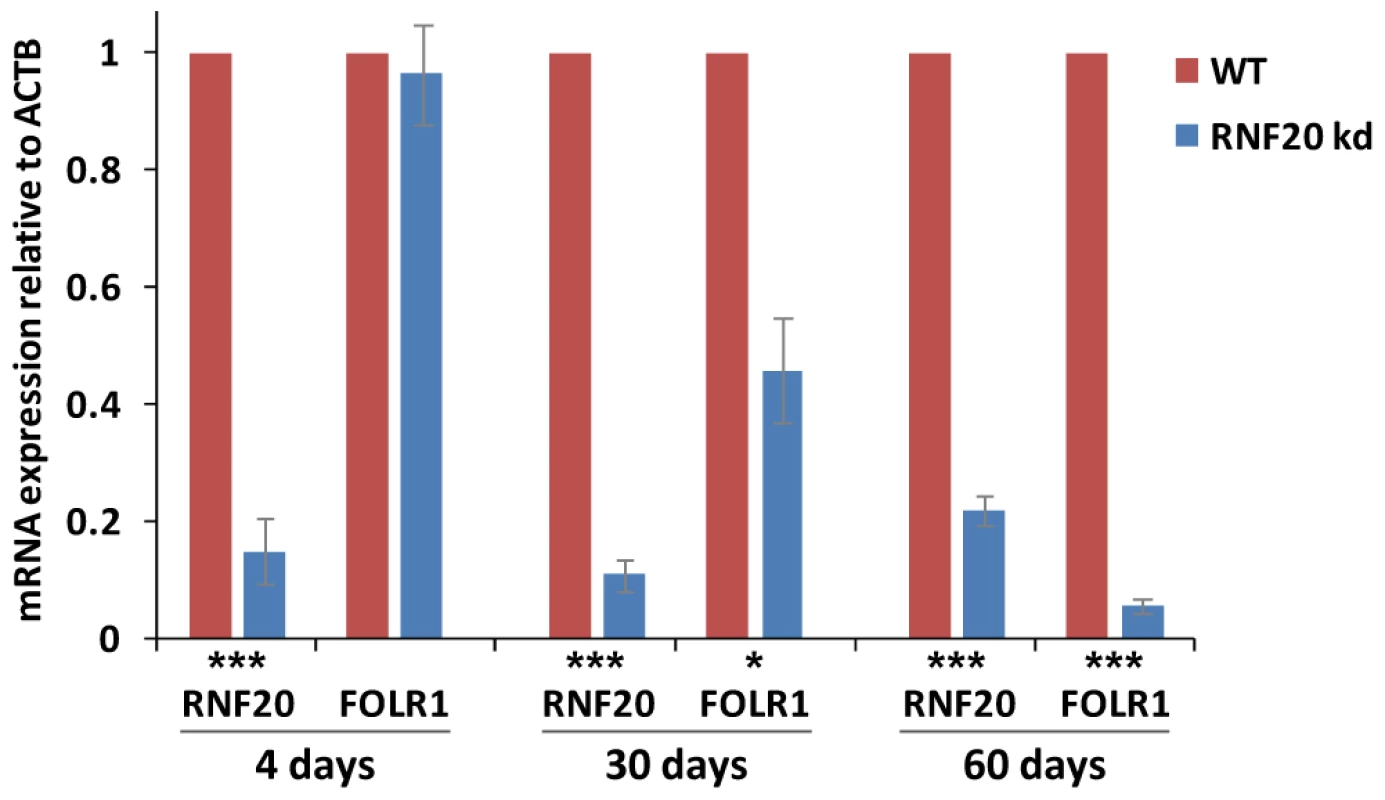 <i>FOLR1</i> expression is silenced following prolonged RNF20 depletion.
