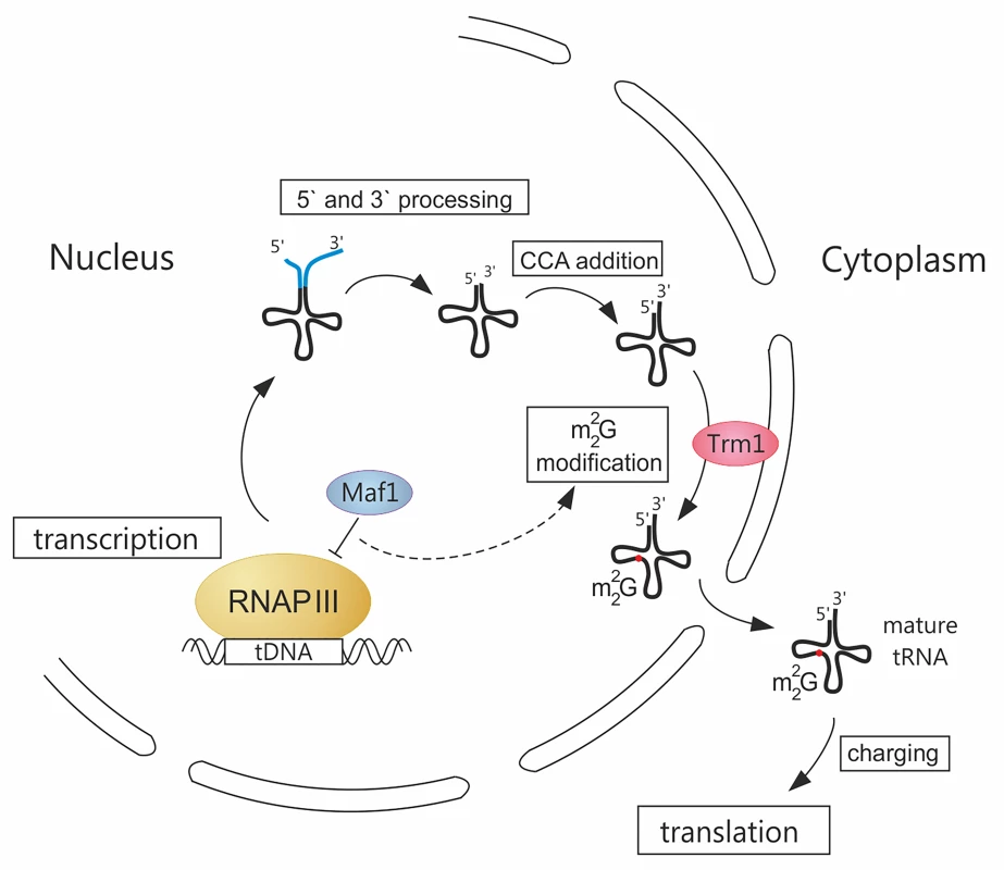 A novel link between RNAP III transcription and tRNA modification.