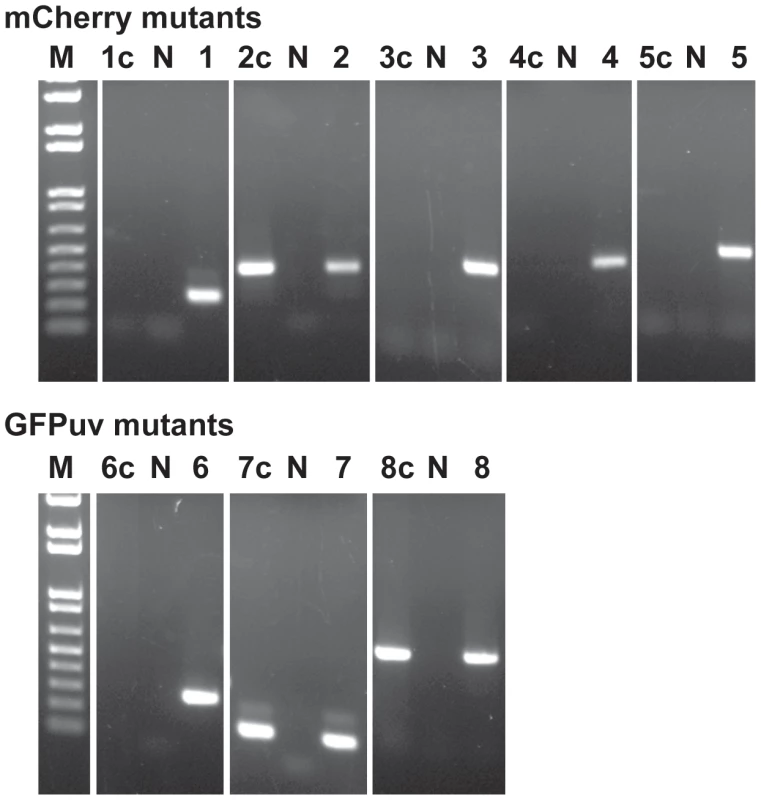 Clonal isolation of the <i>E. chaffeensis</i> mCherry and GFP mutants.