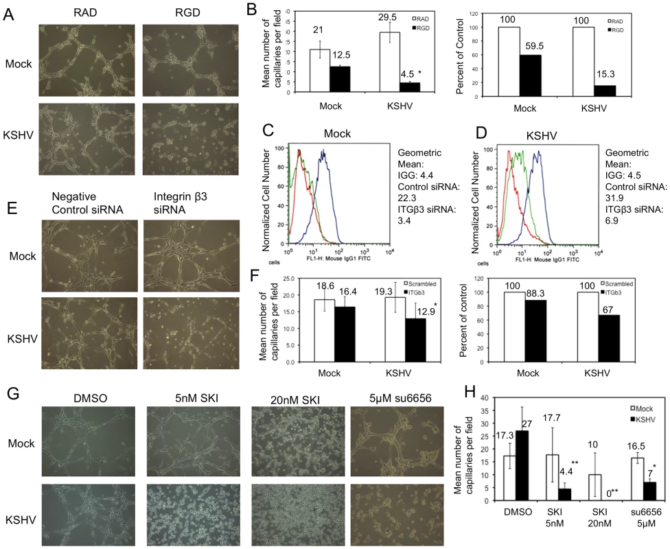 Capillary morphogenesis of KSHV-infected cells requires αVβ3 integrin.