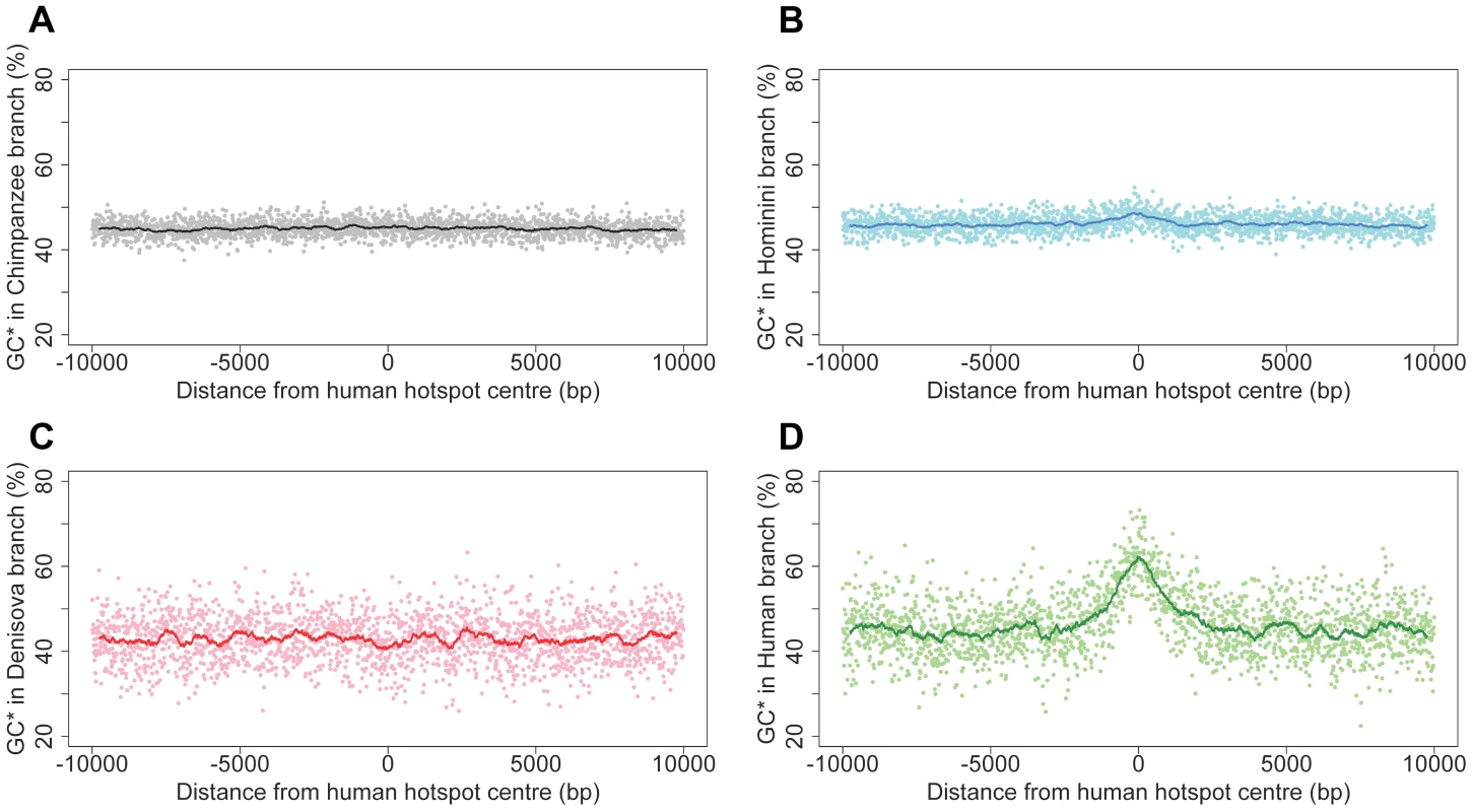 Equilibrium GC-content (GC*) around human recombination hotspots in different branches of the phylogeny.
