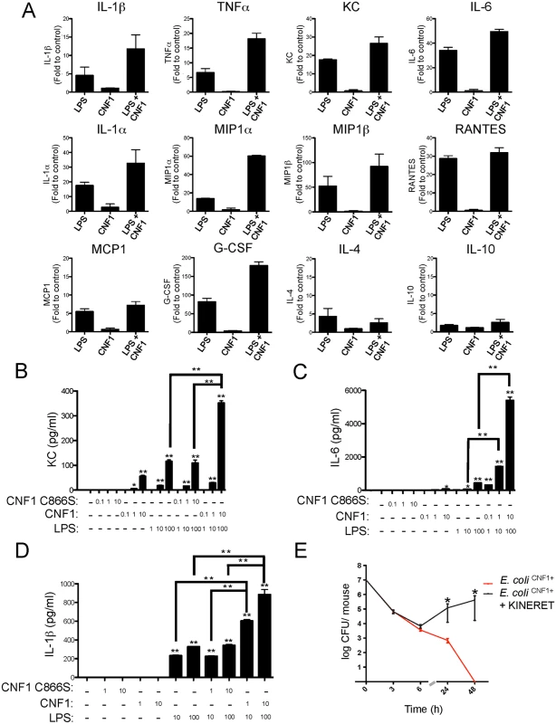 CNF1 potentiates LPS-triggered immune responses.