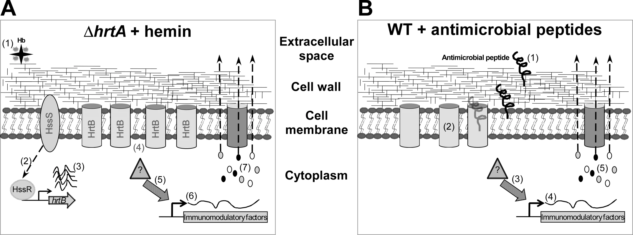 Membrane damage triggers immunomodulatory proteins secretion.