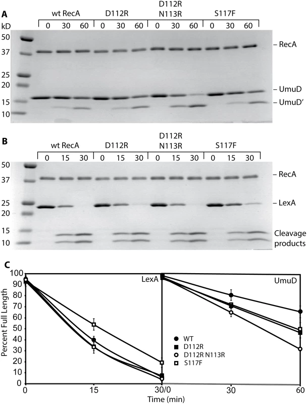 RecA D112R and RecA D112R N113R promote autocatalytic cleavage of LexA and UmuD <i>in vitro</i>.