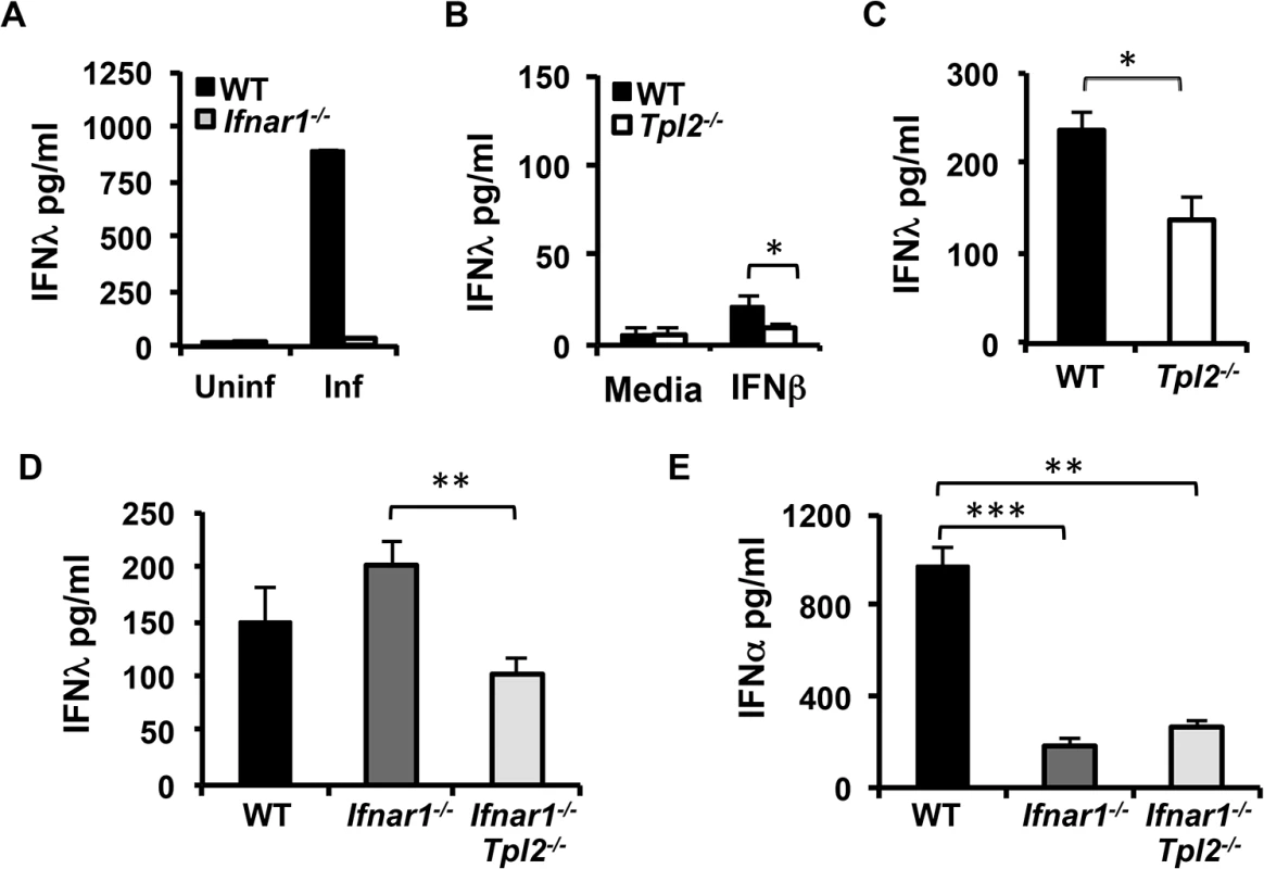 IFNλ production is IFNAR-independent in influenza virus-infected lungs.