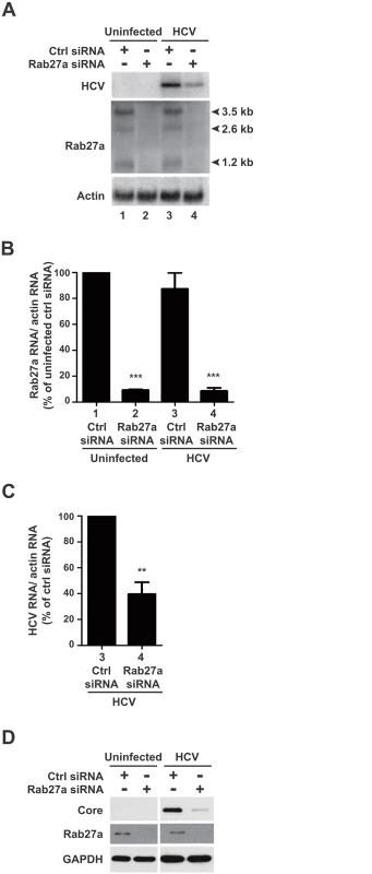 Effects of Rab27a depletion on HCV RNA and protein abundance.