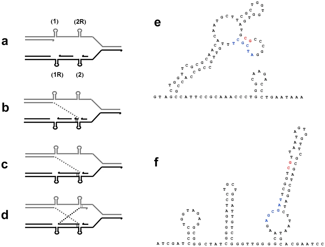 A model for inversion formation by template-switching giving non-homologous recombination in close to reciprocal positions.