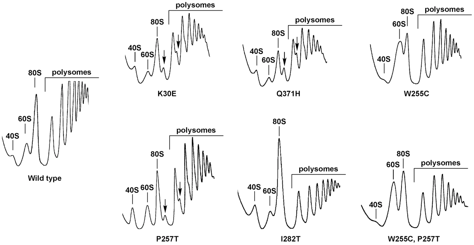 The <i>rpl3</i>[W255C] mutation results in a deficit in 40S ribosomal subunits.
