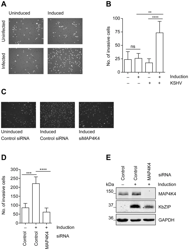 MAP4K4 is required for the increased invasiveness of KSHV-infected endothelial cells.