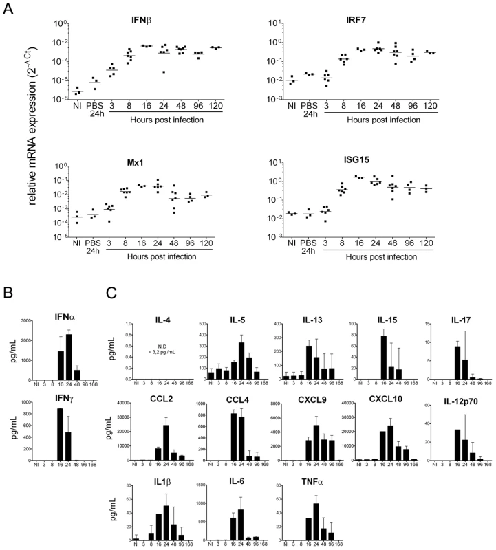 Neonatal mice mount a robust IFN and pro-inflammatory cytokine/chemokine response following CHIKV infection.