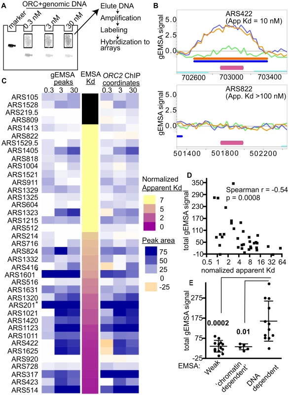 Extending comparisons of in vivo and in vitro ORC-origin interaction strengths genome-wide.