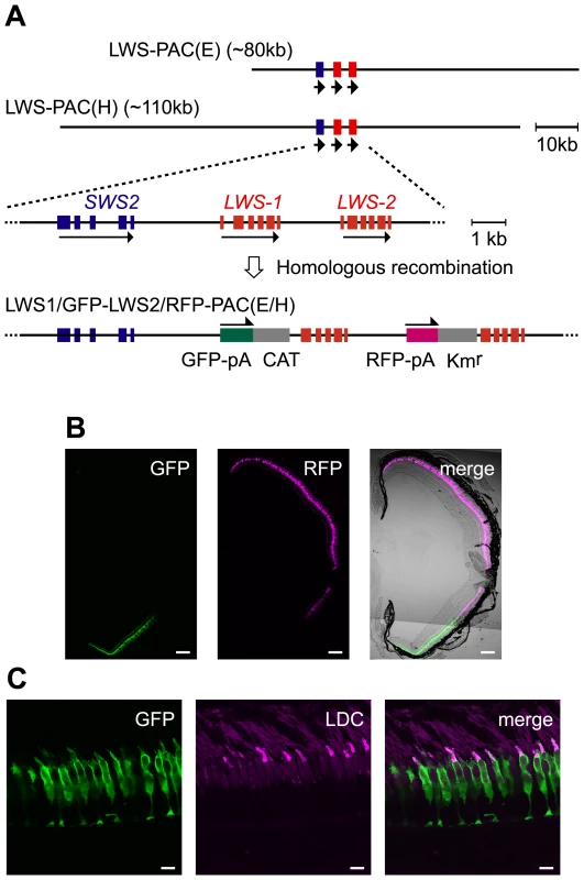 Recapitulation of the <i>LWS-1</i> and <i>LWS-2</i> expression in the zebrafish retina by the fluorescent markers in the PAC clones.