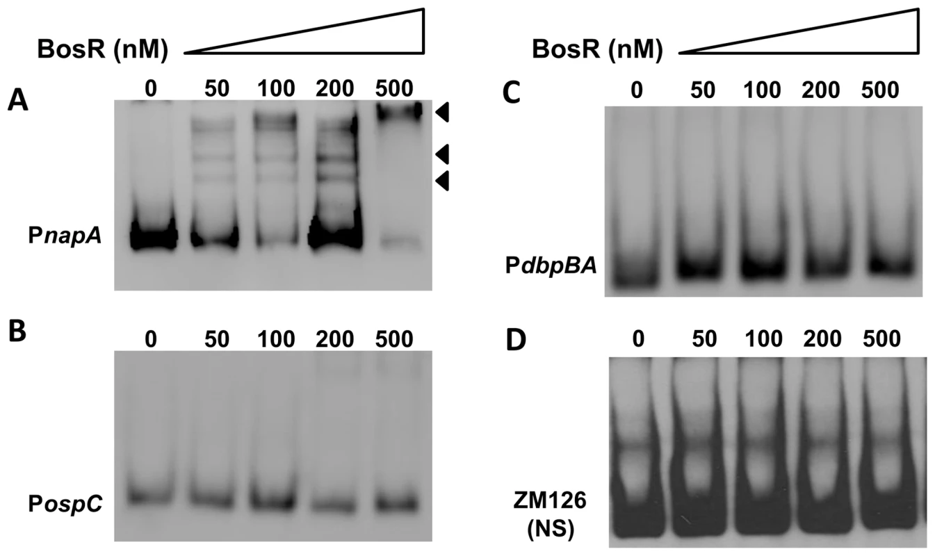 DNA-binding activity of recombinant BosR.