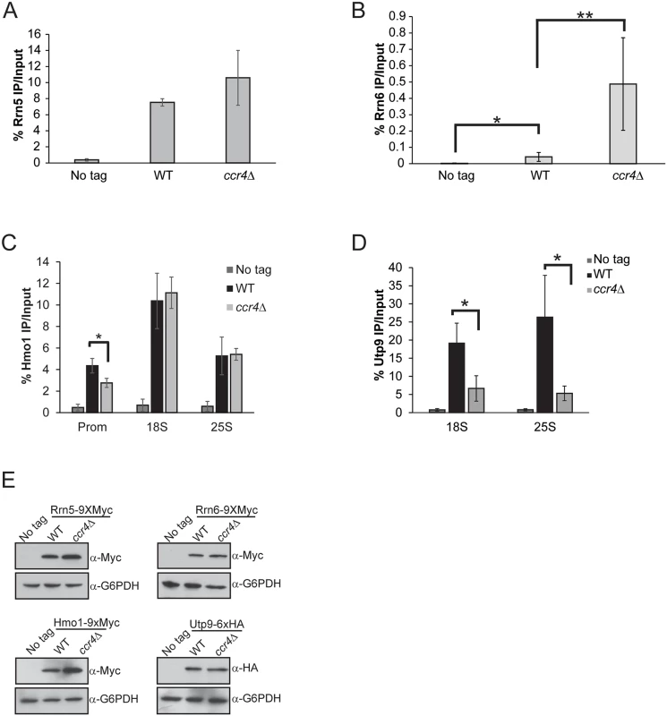 Ccr4-Not has selective effects on Pol I transcriptional regulators.
