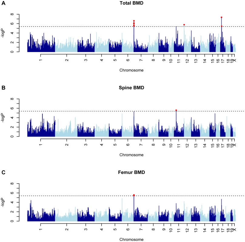 GWAS results for BMD in the HMDP.